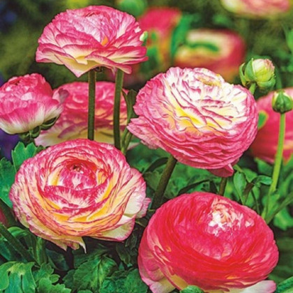 Iskerník Picotee ružový - Ranunculus asiaticus - predaj cibuľovín - 3 ks