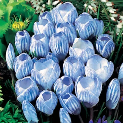 Krokus Sky Blue - Crocus vernus - predaj cibuľovín - 3 ks