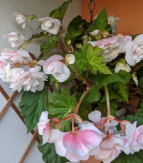 Begónia Angelique previsnutá - Begonia odorata - predaj cibuľovín - 2 ks