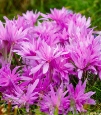 Jesienka Waterlily - Colchicum - predaj cibuľovín - 1 ks