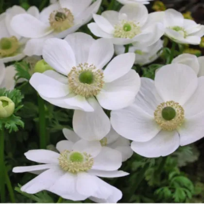 Sasanka Bride biela - Anemone - predaj cibuľovín - 3 ks