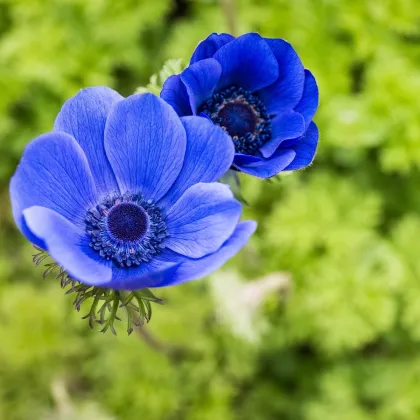 Sasanka Mr. Fokker - Anemone coronaria - predaj cibuľovín - 3 ks