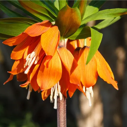 Korunkovka kráľovská - Fritillaria imperialis aurora - predaj cibuľovín - 1 ks