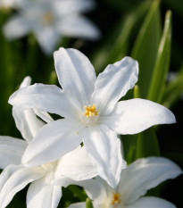 Modravka žiarivá biela - Chionodoxa luciliae alba - predaj cibuľovín - 5 ks