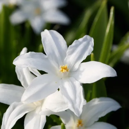 Modravka žiarivá biela - Chionodoxa luciliae alba - predaj cibuľovín - 5 ks