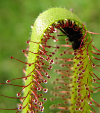 Rosička kapská Vogelgat NR - Drosera capensis - predaj semien - 15 ks