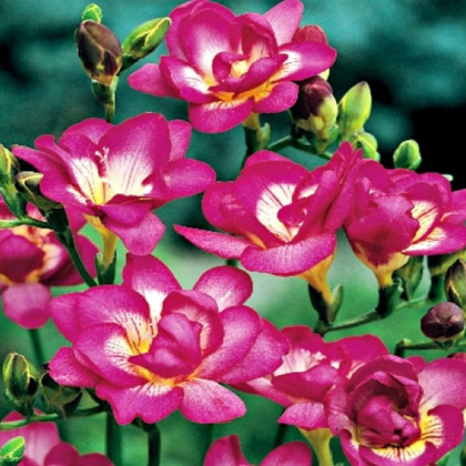 Frézia ružová plnokvetá - Freesia - predaj cibuľovín - 3 ks