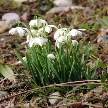 Snežienka plnokvetá - Galanthus nivalis double - predaj cibuľovín - 3 ks