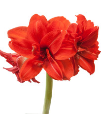 Zornica plnokvetá Amarantia - Hippeastrum - predaj cibuľovín - 1 ks