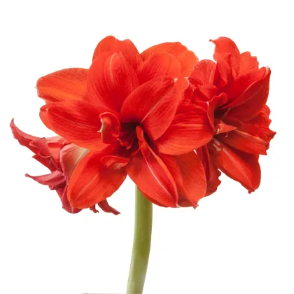 Zornica plnokvetá Amarantia - Hippeastrum - predaj cibuľovín - 1 ks