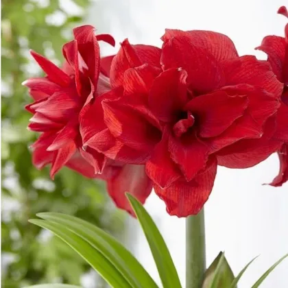 Zornica plnokvetá Amarantia - Hippeastrum - predaj cibuľovín - 1 ks