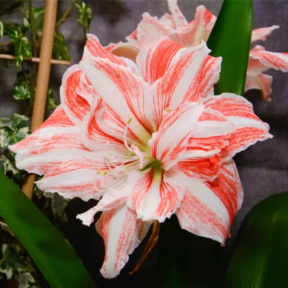 Zornica plnokvetá Dancing Queen - Hippeastrum - predaj cibuľovín - 1 ks