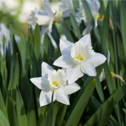 Narcis Tresamble - Narcissus - predaj cibuľovín - 3 ks