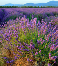 Levanduľa lekárska - Lavandula angustifolia - semiačka - 130 ks