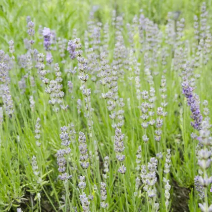 Levanduľa lekárska ružová ŠPECIÁL - Lavandula angustifolia - semiačka - 15 ks