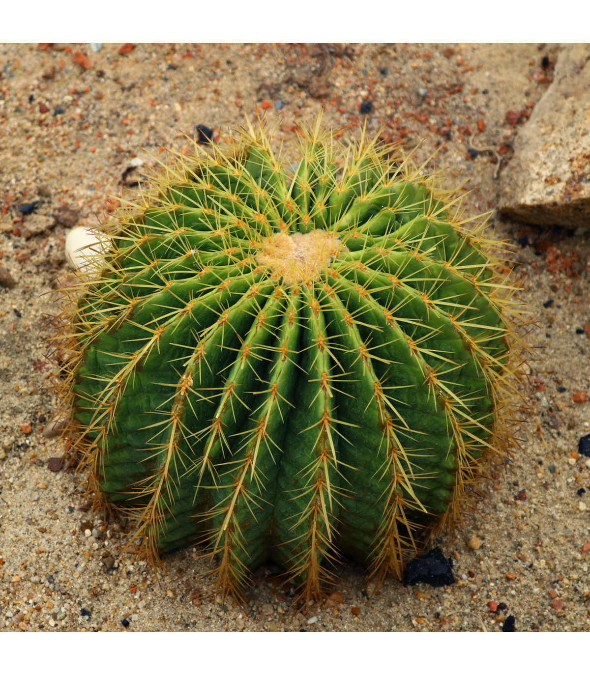 Echinokaktus Grusonov - Zlatá guľa - Echinocactus grusonii - semiačka - 8 ks