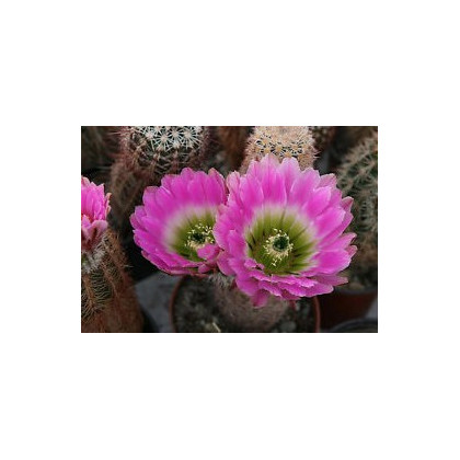 Kaktus Echinocereus mix - semiačka - 4 ks