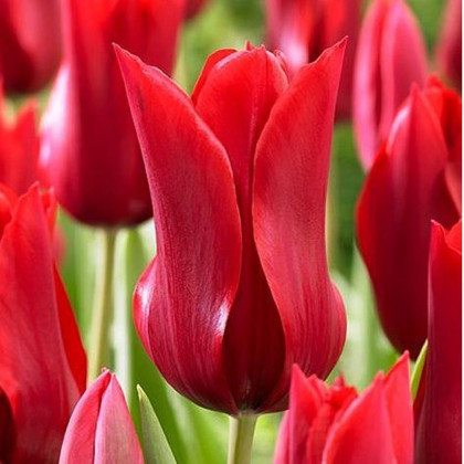 Tulipán Pieter de Leur - Tulipa - predaj cibuľovín - 3 ks