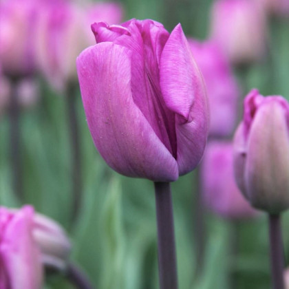 Tulipán Blue Aimable - Tulipa - predaj cibuľovín - 3 ks