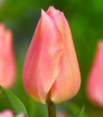 Tulipán Apricot Beauty - Tulipa - predaj cibuľovín - 3 ks