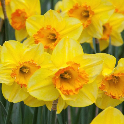 Narcis Early Flame - Narcissus - predaj cibuľovín - 3 ks