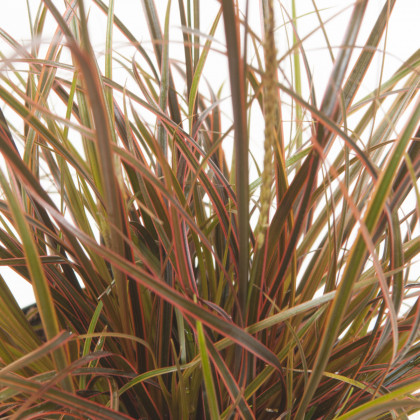 Okrasná tráva - Uncinia egmontiana - semiačka - 5 ks