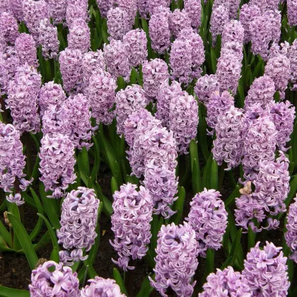 Hyacint Splendid Cornelia - Hyacinthus - predaj cibuľovín - 1 ks