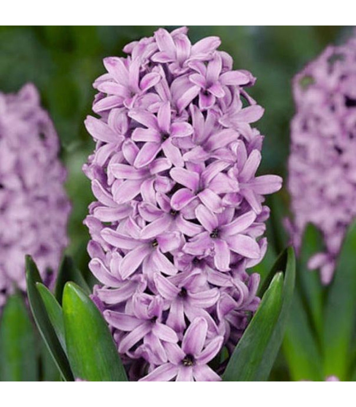 Hyacint Splendid Cornelia - Hyacinthus - predaj cibuľovín - 1 ks