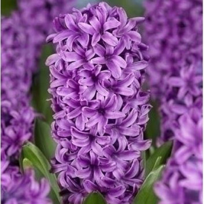 Hyacint Miss Saigon - Hyacinthus - predaj cibuľovín - 1 ks