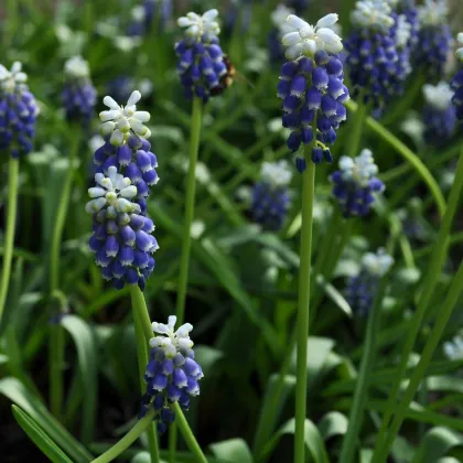 Modrica Touch of snow - Muscari armeniaca - predaj cibuľovín - 5 ks