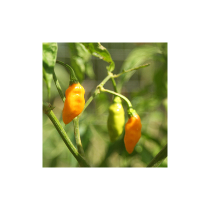 Chilli Aji Amarillo - Capsicum annuum - predaj semien - 7 ks
