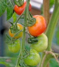 Paradajka koktejlová Primavera - Solanum lycopersicum - predaj semien - 7 ks