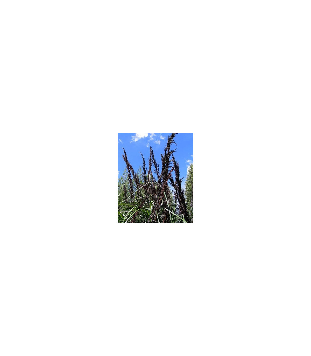 Ozdobná trstina Gahnia trifida - semiačka - 10 ks