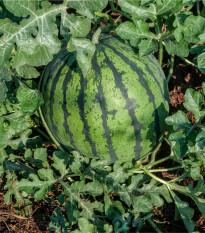 Vodný melón Saskatchewan - Citrullus lanatus - predaj semien - 6 ks