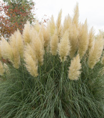 Pampas strieborný - Cortaderia selloana - semiačka - 10 ks