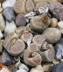 Lithops dinteri Dintergreen - predaj semien - 10 ks