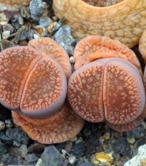 Lithops euniceae Fluminalis - predaj semien - 10 ks