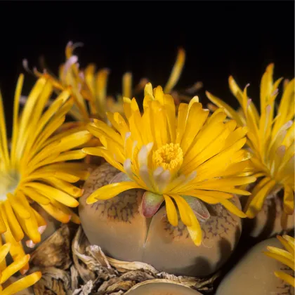 Lithops euniceae Fluminalis - predaj semien - 10 ks