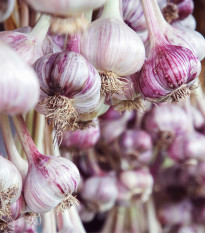 Sadbový cesnak Janko - Allium sativum - paličiak - predaj cibulí cesnaku - 1 balenie