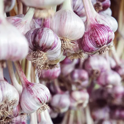 Sadbový cesnak Janko - Allium sativum - paličiak - predaj cibulí cesnaku - 1 balenie