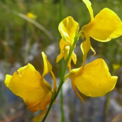 Bublinatka šidlovitá - Utricularia subulata - predaj semien - 15 ks