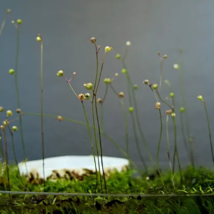 Bublinatka šidlovitá - Utricularia subulata - predaj semien - 15 ks