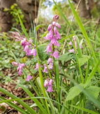 Hyacintovec španielsky ružový - Hyacinthoides hispanica - predaj cibuľovín - 5 ks