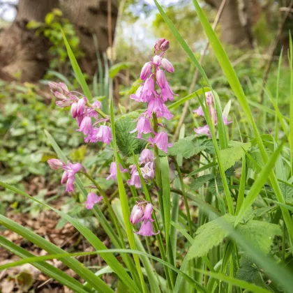 Hyacintovec španielsky ružový - Hyacinthoides hispanica - predaj cibuľovín - 5 ks