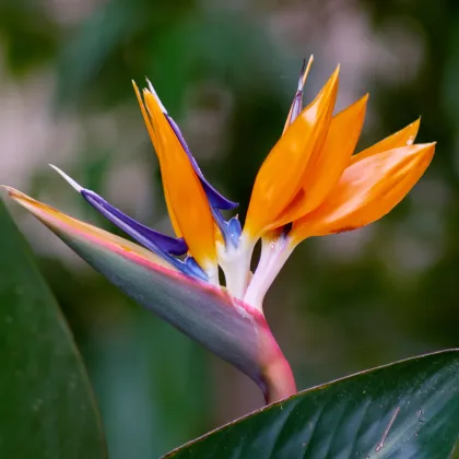 Strelícia kráľovská - Strelitzia reginae - semiačka - 2 ks