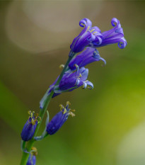 Hyacintovec britský - Hyacinthoides non scripta - predaj cibuľovín - 5 ks