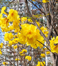 Tabebuja chrysotricha - Handroanthus chrysotrichus - predaj semien - 5 ks