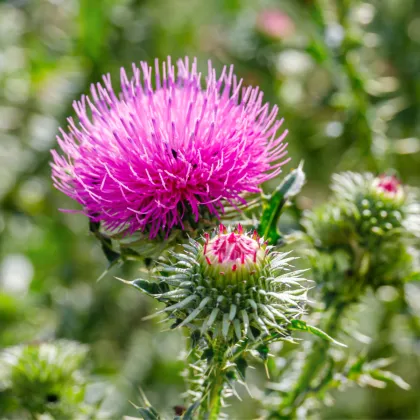 BIO Pestrec mariánsky - Silybum marianum - predaj bio semien - 35 ks