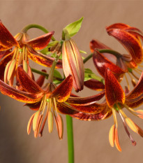 Ľalia Martagon Arabian Knight - Lilium - predaj cibuľovín - 1 ks