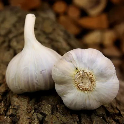 Sadbový cesnak Bjetin - Allium sativum - paličiak - predaj cibulí cesnaku - 1 balenie